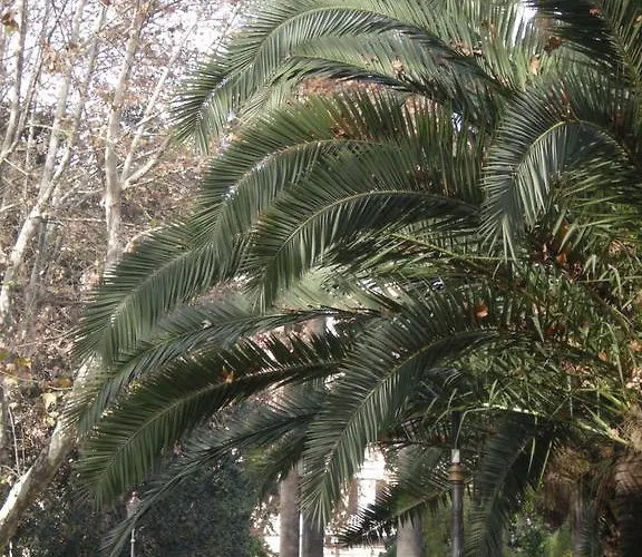 Le Sibille - Colosseum 10 Min Walk With Courtyard דירה רומא
